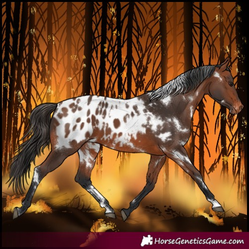 Horse Color:White Spotted Bay Blanket 