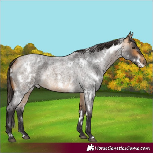 Horse Color:White Spotted Buckskin Roan 