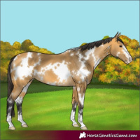 Horse Color:White Spotted Buckskin 