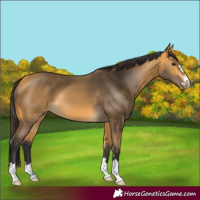 Horse Color:Buckskin 