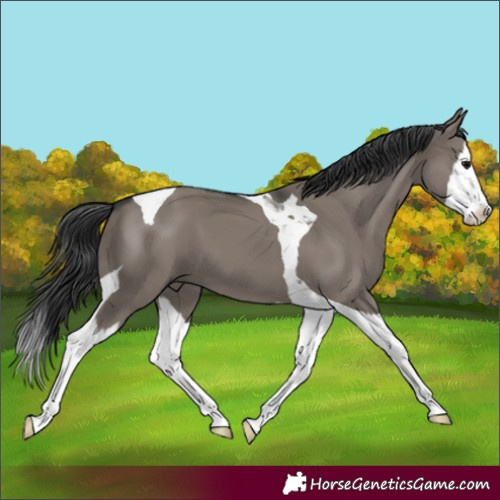 Horse Color:Grullo Splash Tobiano