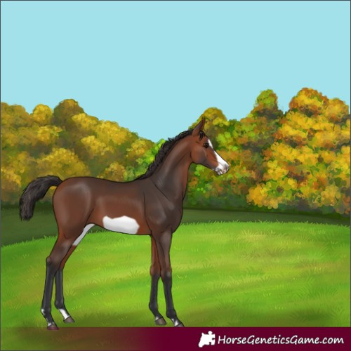 Horse Color:Bay Splash Frame