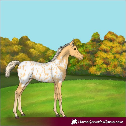 Horse Color:Palomino Blanket