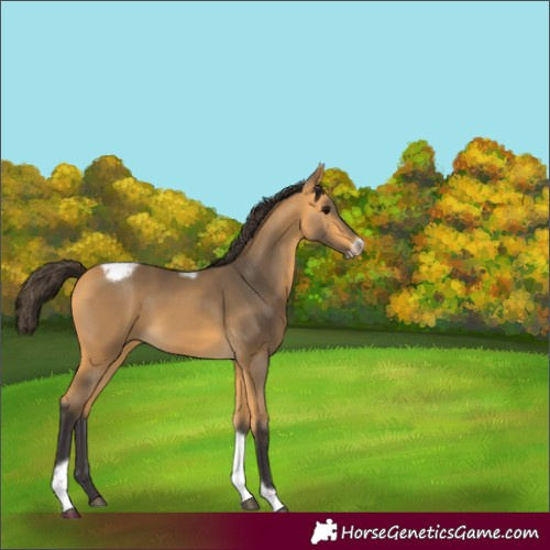Horse Color:Buckskin Tobiano Frame