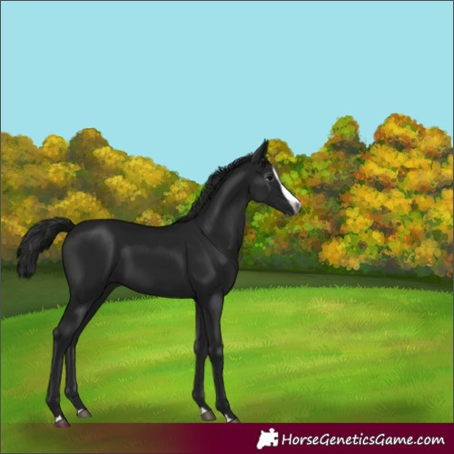 Horse Color:Gray Black Splash
