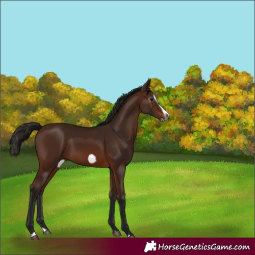 Horse Color:Gray Bay Splash Frame