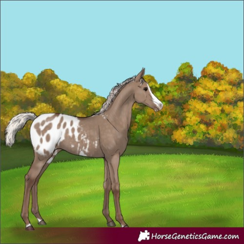 Horse Color:Silver Grullo Splash Frame Blanket 