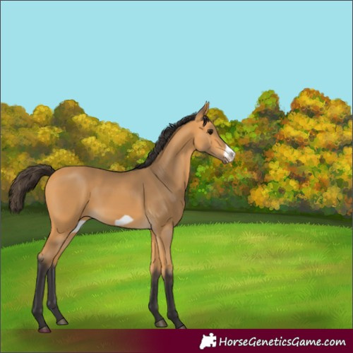 Horse Color:Buckskin Frame 