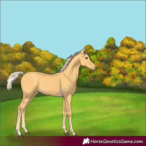 Horse Color:Palomino 