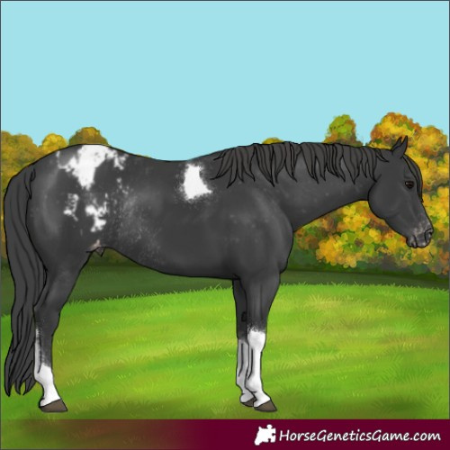 Horse Color:Black Tobiano Appaloosa Rabicano 