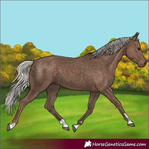 Horse Color:Silver Black