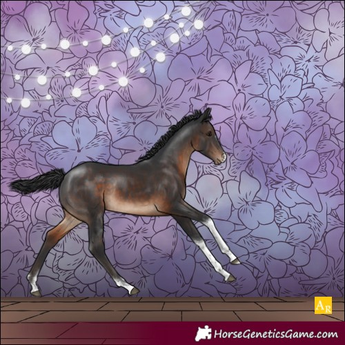 Horse Color:Brown Tobiano Appaloosa Rabicano 