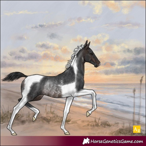 Horse Color:Brown Tobiano Rabicano 