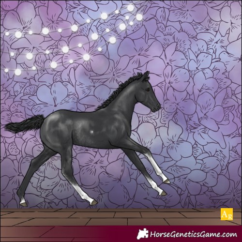 Horse Color:Black Tobiano Rabicano 