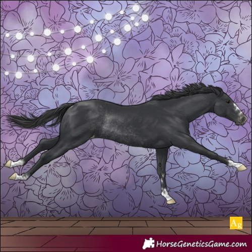 Horse Color:Black Appaloosa Rabicano 