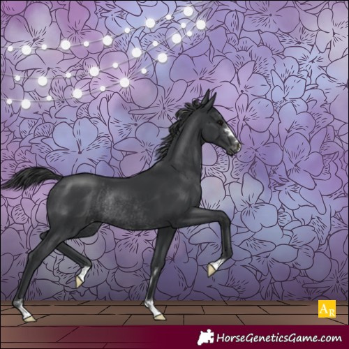 Horse Color:Black Appaloosa Rabicano 