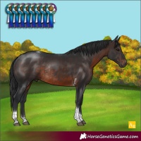 Horse Color:Brown Tobiano Rabicano