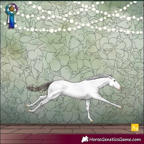 Horse Color:Buckskin Sabino Appaloosa
