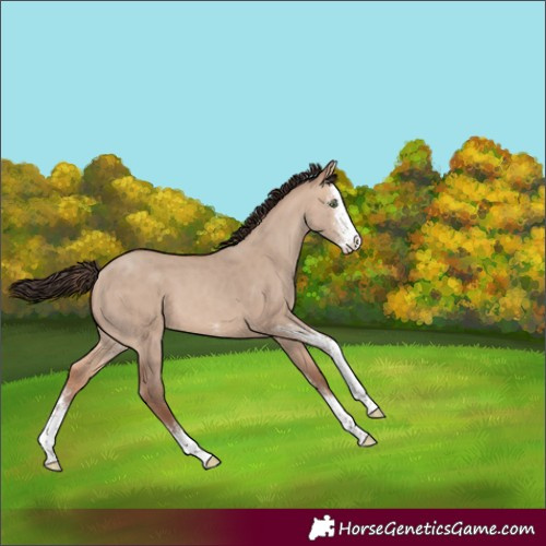 Horse Color:Sable Champagne Dun Sabino 