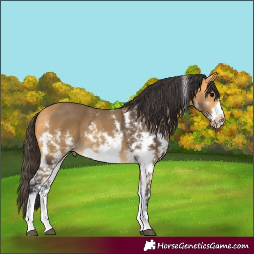Horse Color:Buckskin Sabino Splash Frame Rabicano 