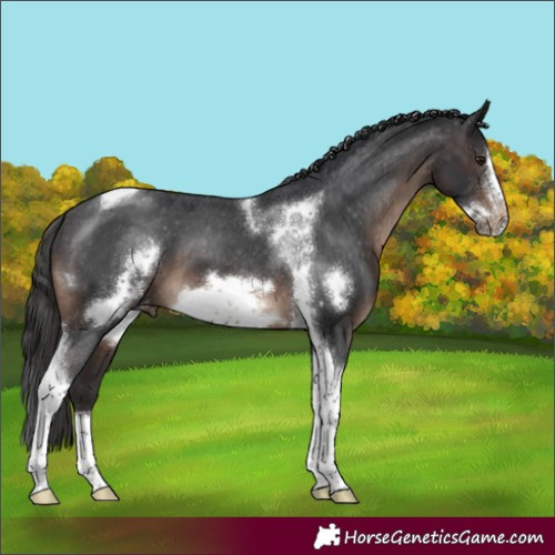 Horse Color:Brown Tobiano Frame Appaloosa 