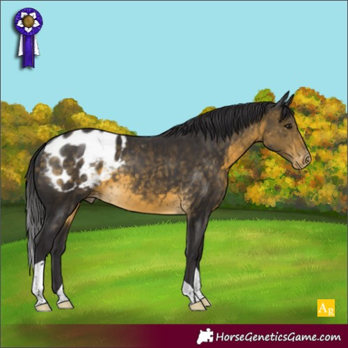 Horse Color:Buckskin Appaloosa 