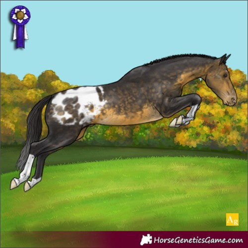 Horse Color:Buckskin Appaloosa