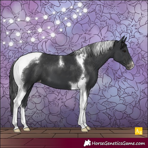 Horse Color:Black Tobiano Appaloosa 