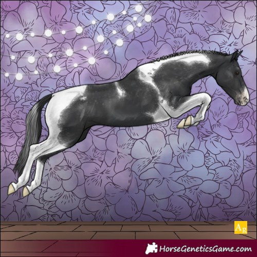 Horse Color:Black Tobiano Appaloosa 