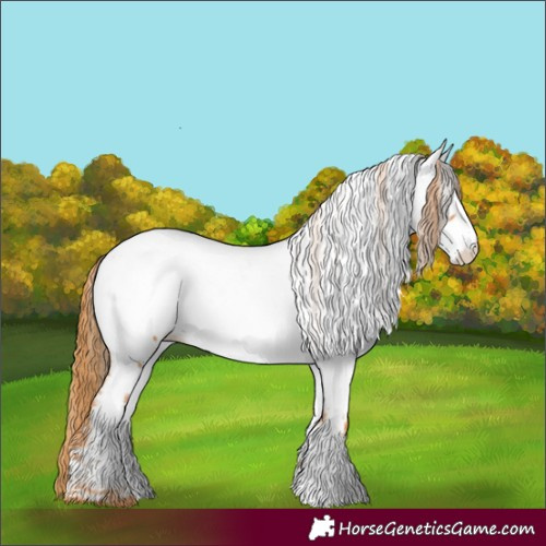 Horse Color:Chestnut Appaloosa
