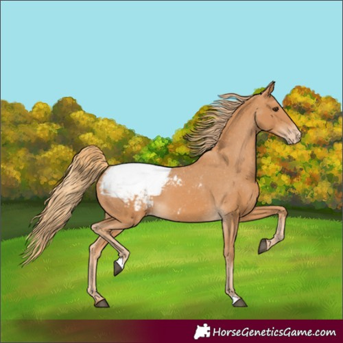 Horse Color:Chestnut Appaloosa 