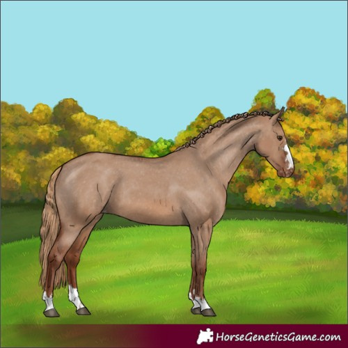 Horse Color:Red Dun Appaloosa 
