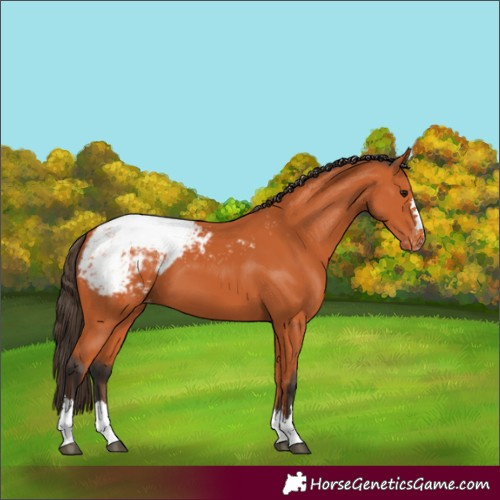 Horse Color:Bay Appaloosa 