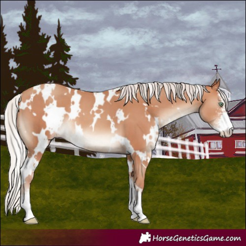 Horse Color:White Spotted Silver Amber Champagne Sabino