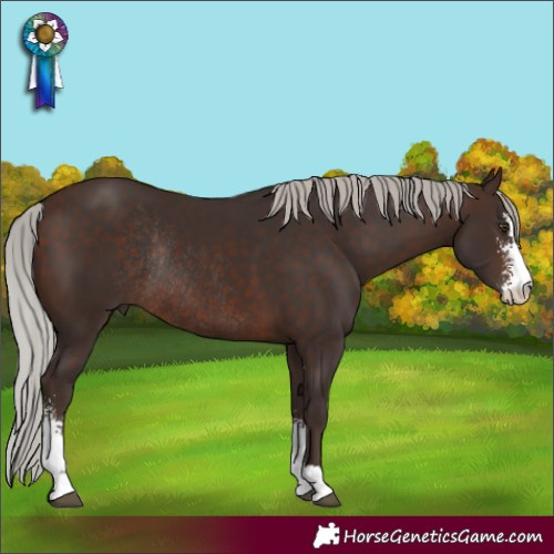 Horse Color:Silver Brown Sabino Rabicano