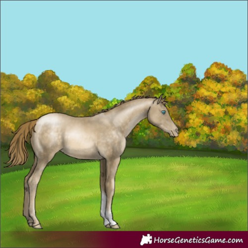 Horse Color:Buckskin Pearl Tobiano Rabicano 