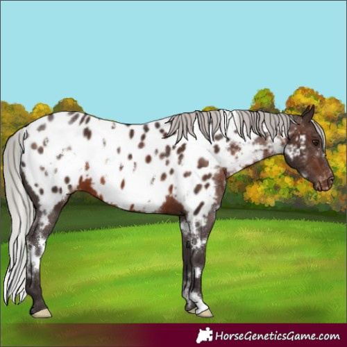 Horse Color:White Spotted Silver Brown Appaloosa 