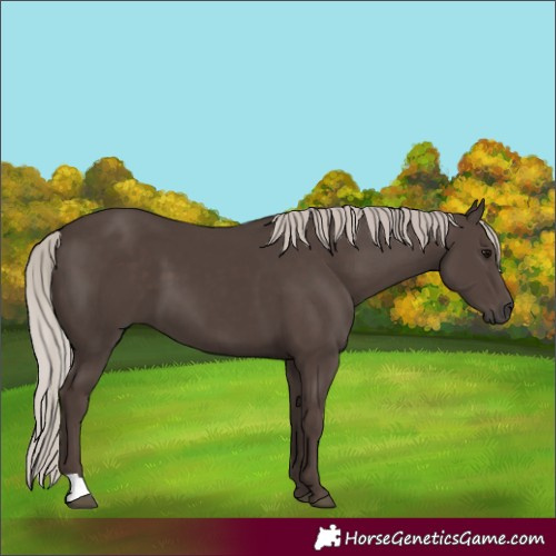 Horse Color:Silver Black 