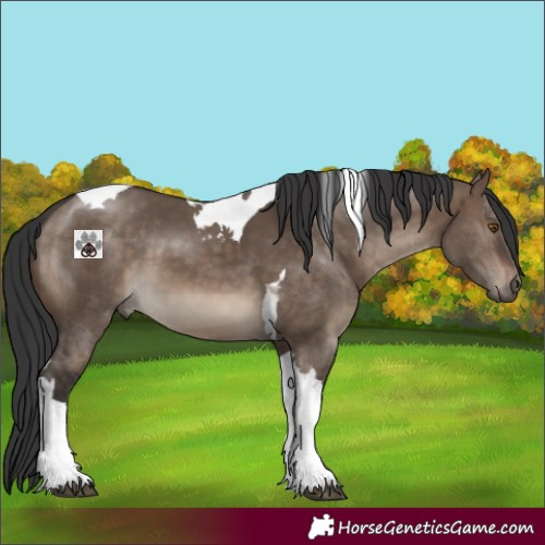 Horse Color:Brown Dun Tobiano