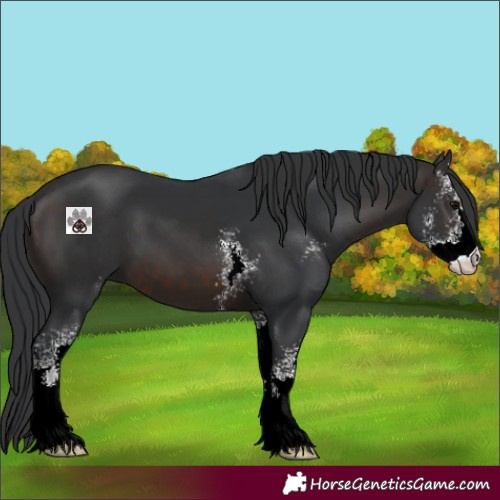 Horse Color:Brown Sabino 
