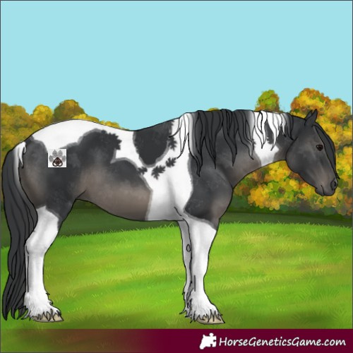 Horse Color:Black Tobiano