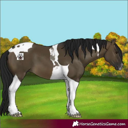 Horse Color:Gray Buckskin Dun Tobiano 