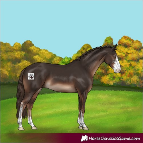 Horse Color:Liver Chestnut Sabino 