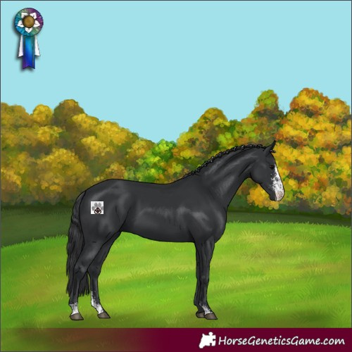 Horse Color:Black Sabino