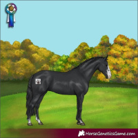Horse Color:Black Sabino