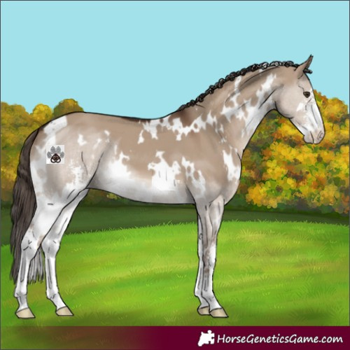 Horse Color:White Spotted Liver Red Dun Sabino