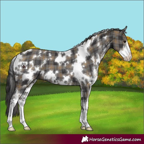 Horse Color:Plaid White Spotted Smoky Black Sabino