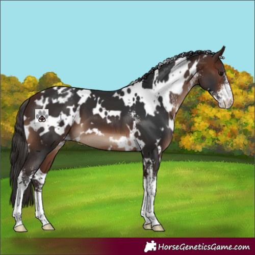 Horse Color:White Spotted Brown Sabino Appaloosa 