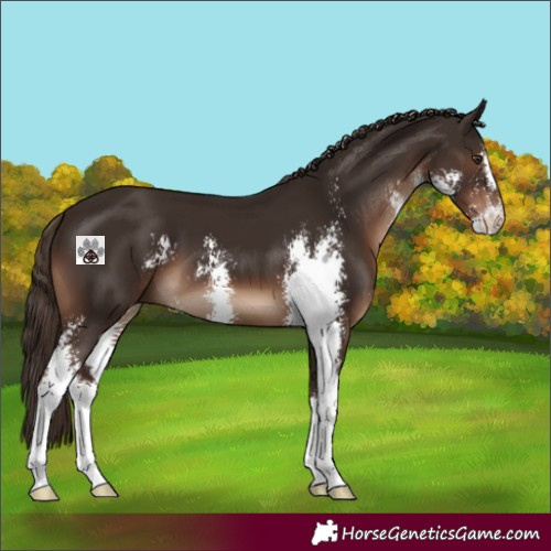 Horse Color:Liver Chestnut Sabino 