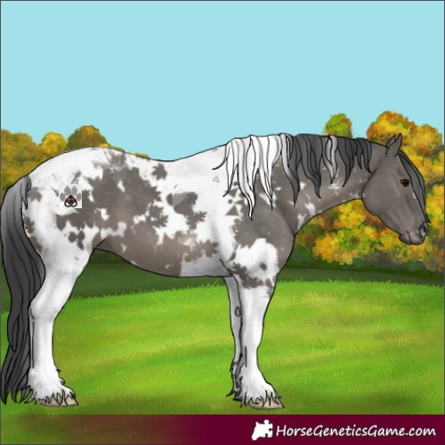 Horse Color:White Spotted Grullo Tobiano